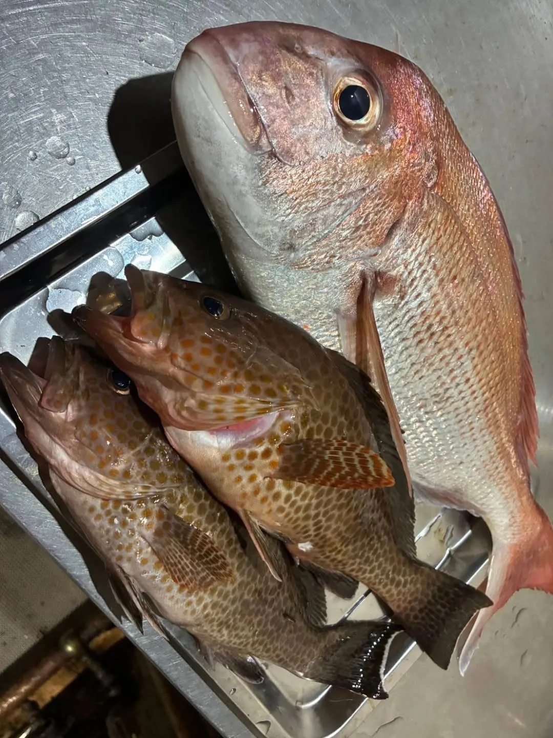 錦江湾にて秋口での良型真鯛・ハタ釣果好調です!