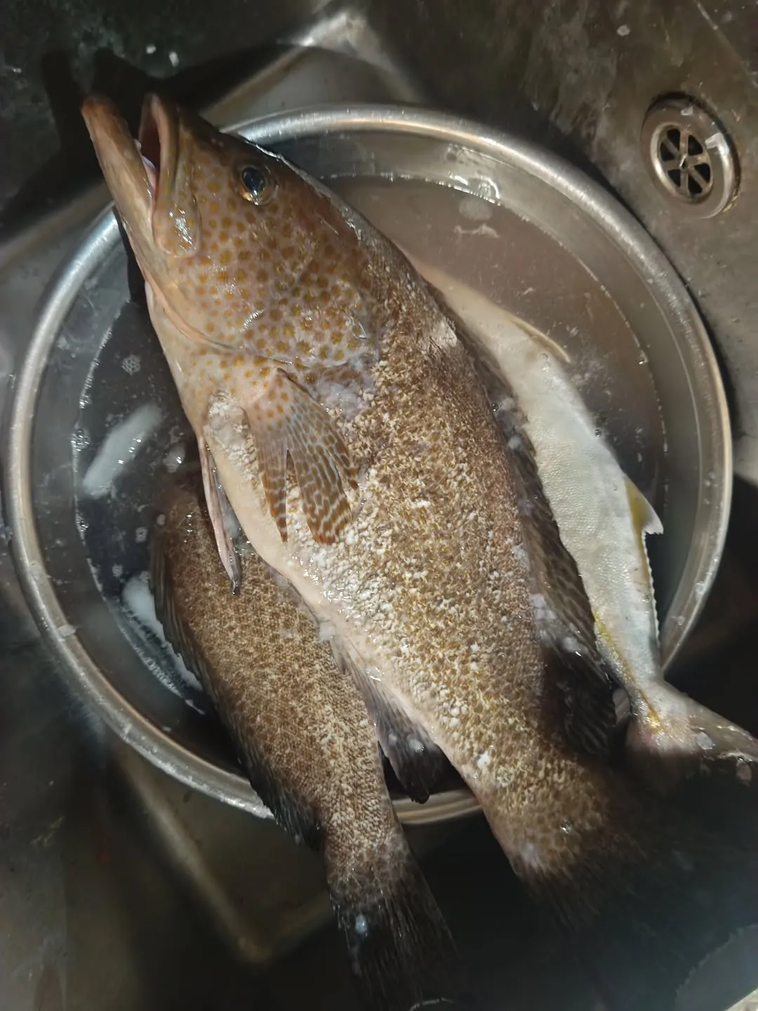 錦江湾にて大型ハタ釣果好調です!